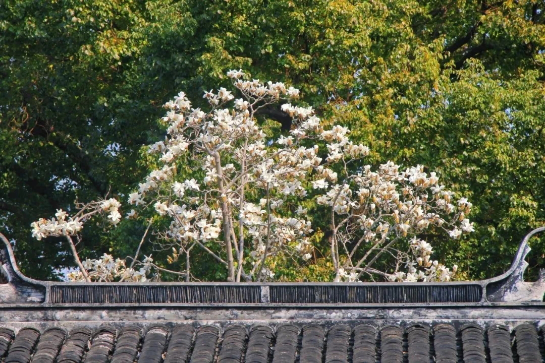 magnolia flower (5).jpg