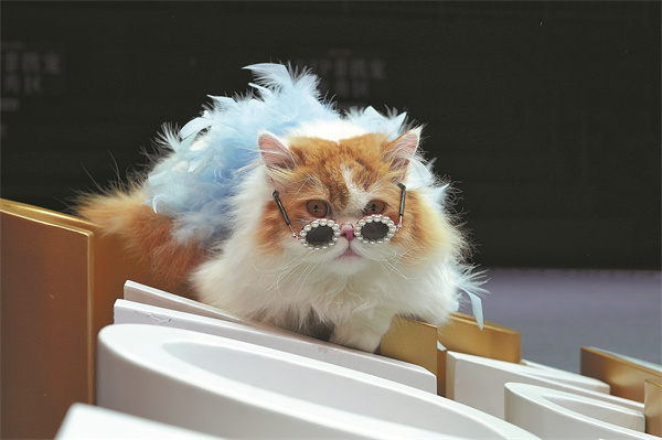 4th Petjoy Fashion Week3.jpeg