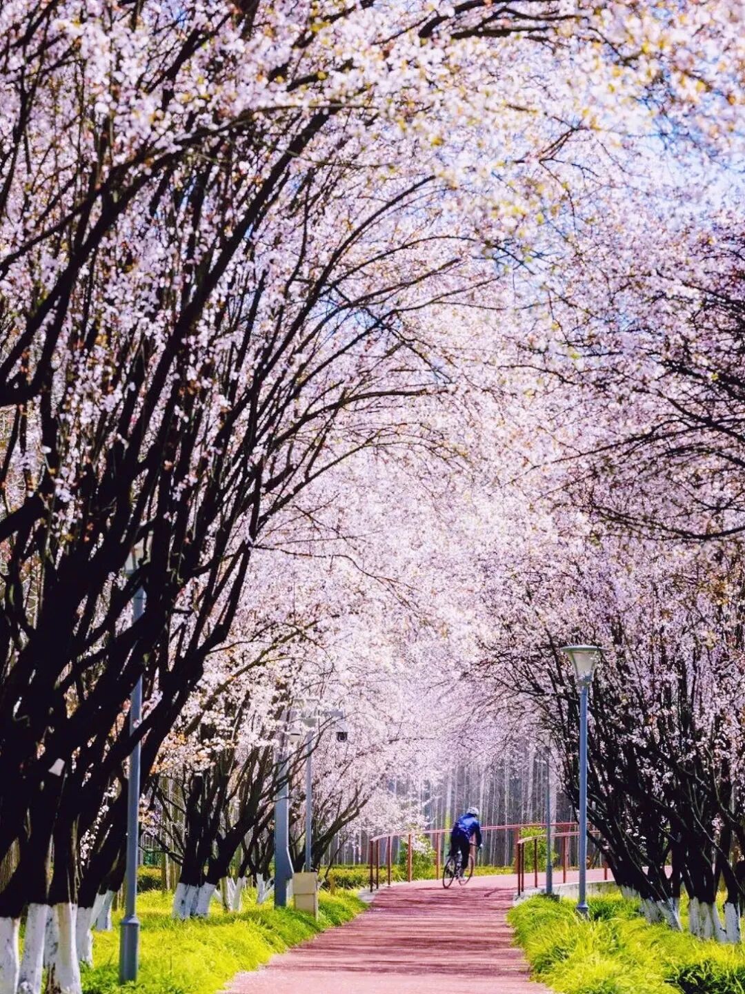 A cyclist ride through a sea of pink blossoms..jpg