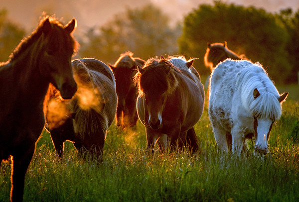 hourse.jpg hourse.jpg