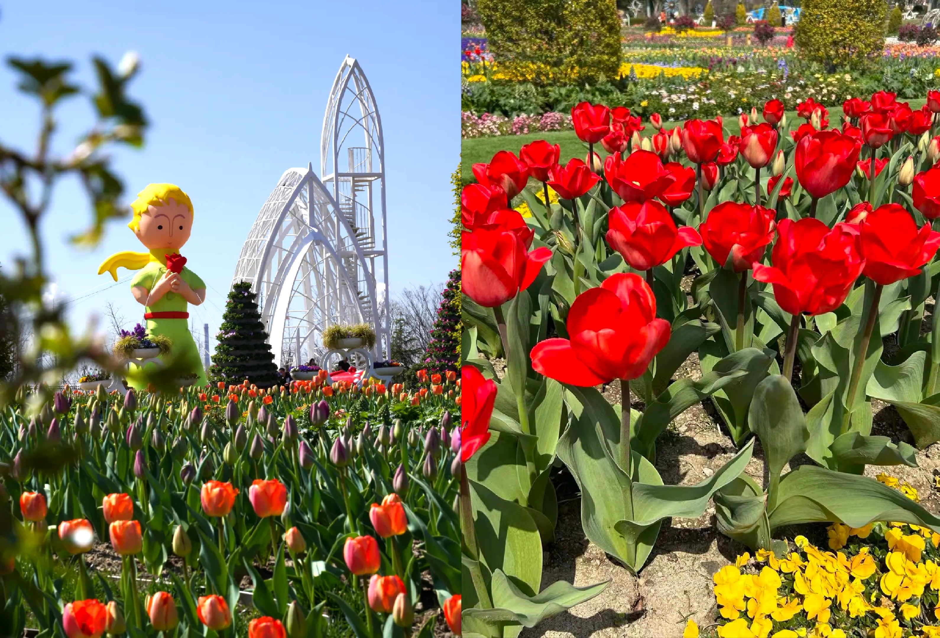 2026 Shanghai International Flower Show at Miracle Garden.jpg