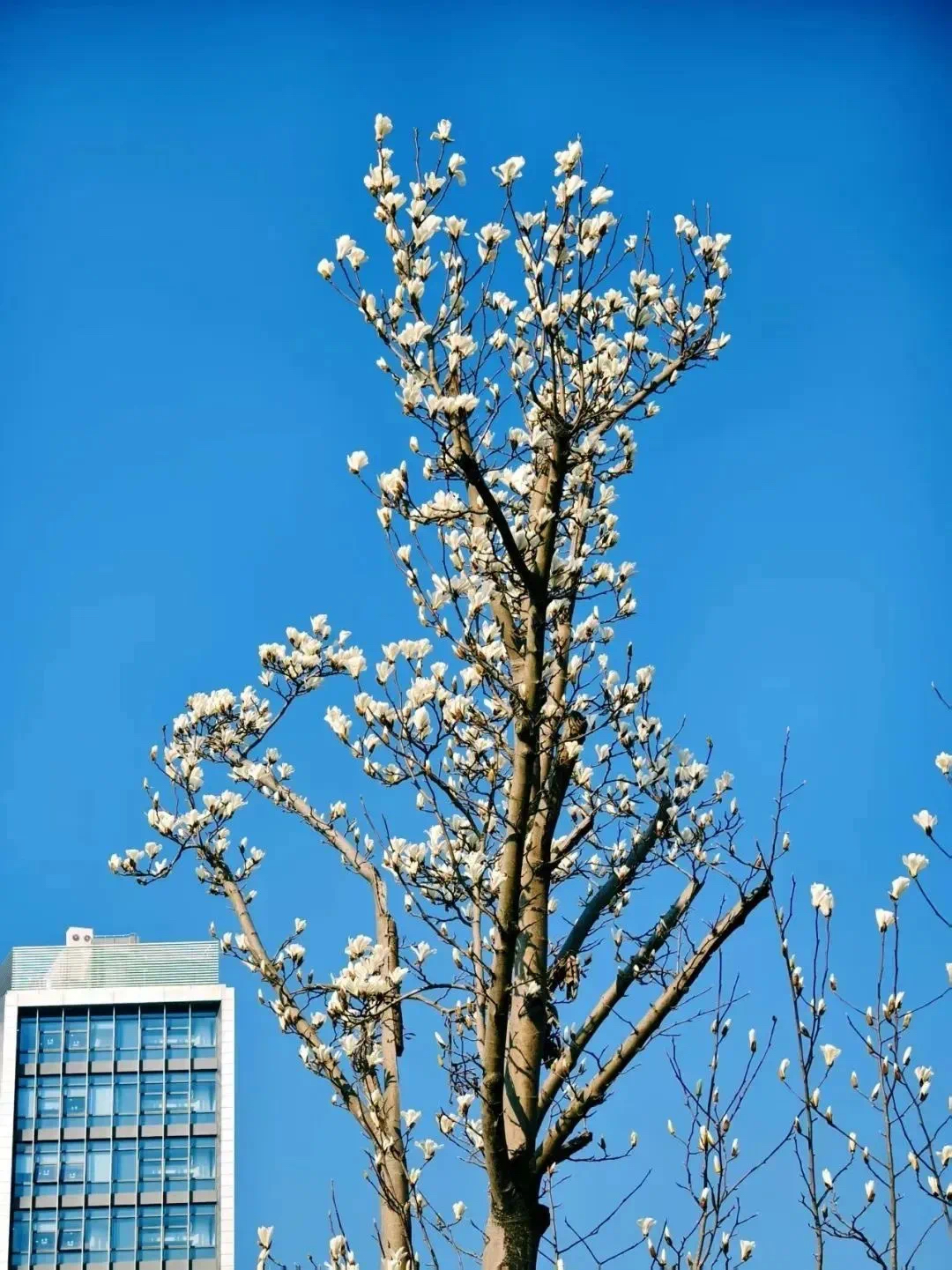 magnolia flower (3).jpg