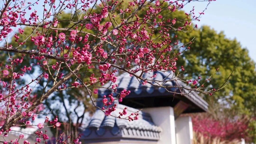 The traditional white-walled, grey-tiled architecture provides a scenic backdrop for the flowering plums..jpg