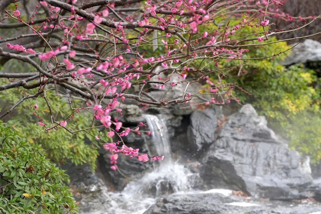 The elegance of the plum blossoms is set against a background of rockery and a gentle stream..jpg