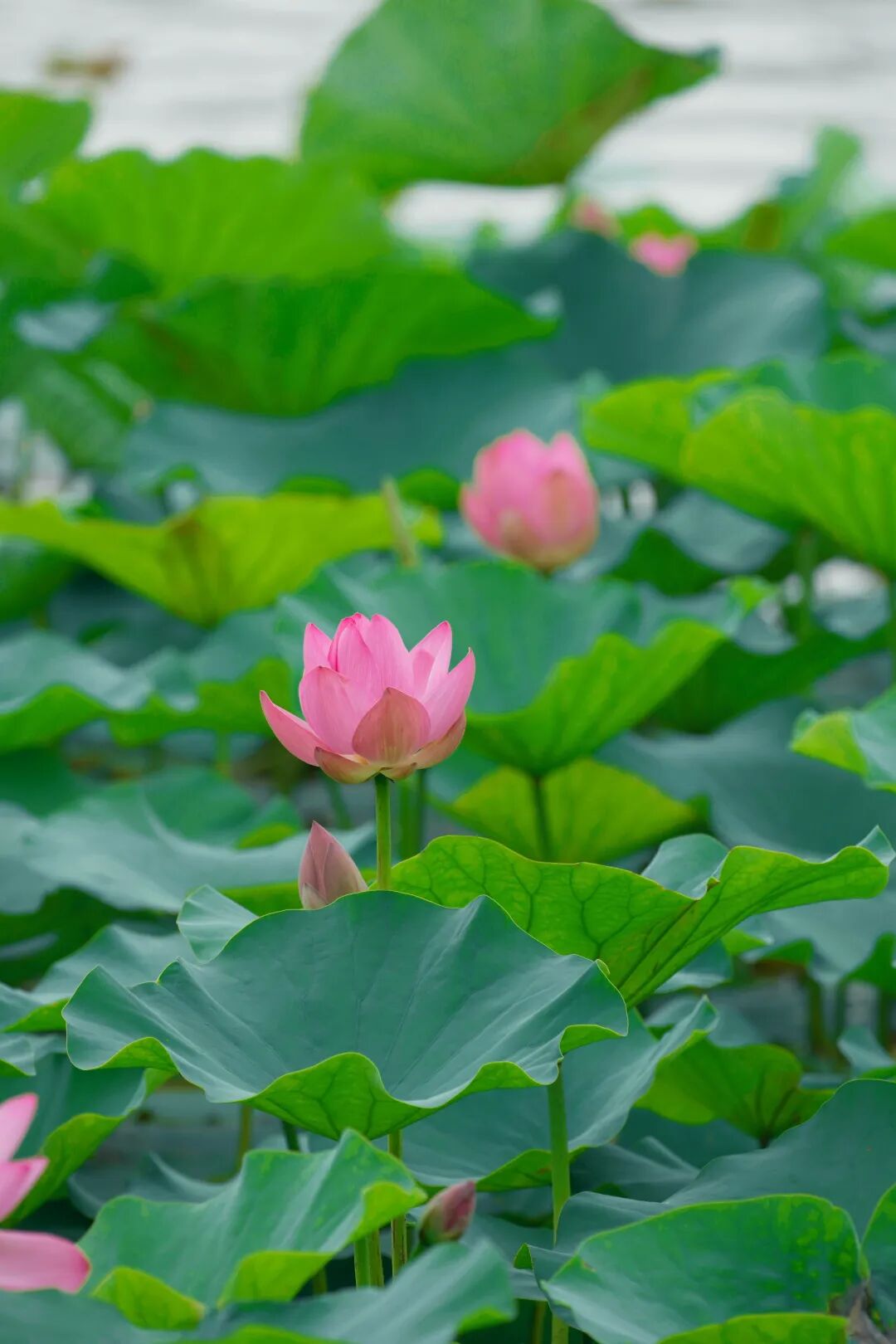 Mianqing Park.jpg