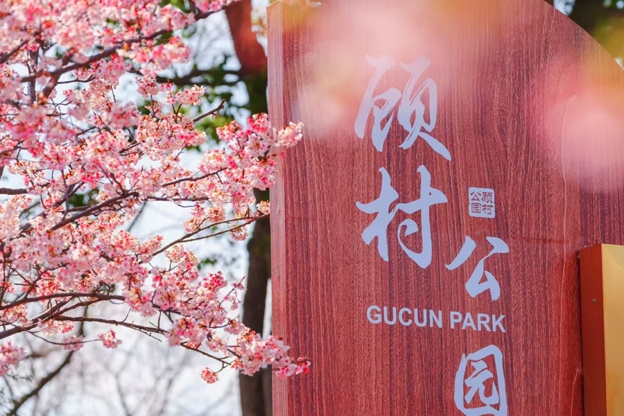 Cherry blossom festival to feature nighttime viewing and more