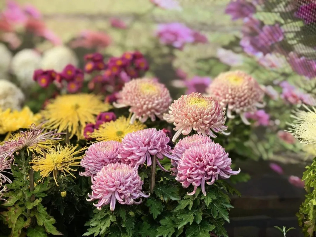 Visitors can admire a diverse array of chrysanthemum blooms at the Yichuan Park exhibition..jpg