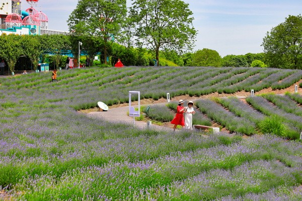 2024 Shanghai Lavender Festival blends art, music, and nature for urban vacationers