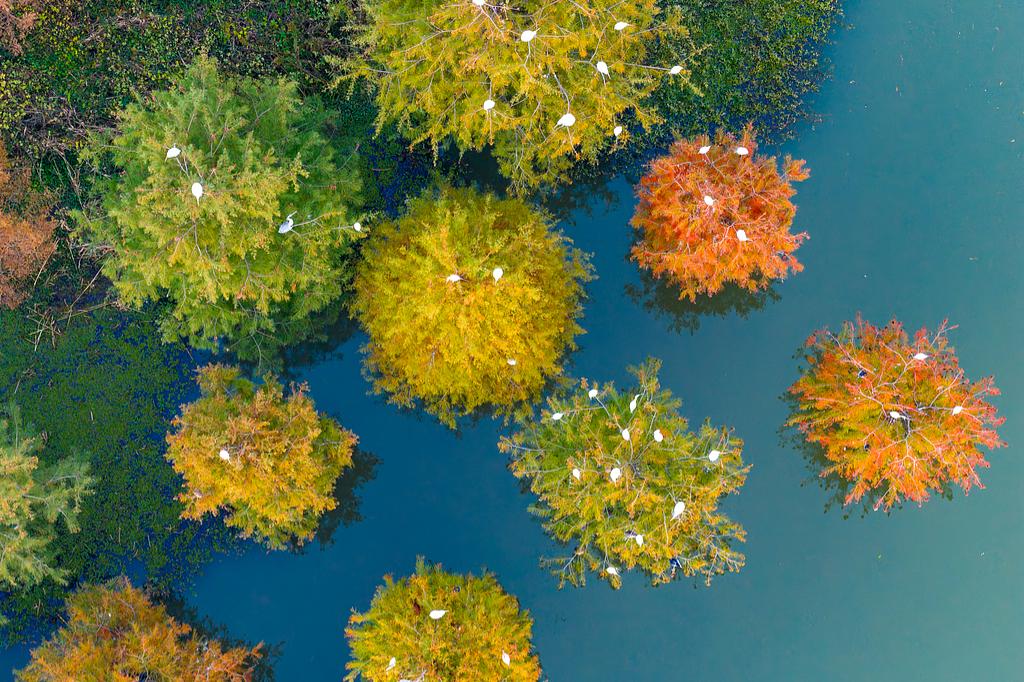 Yangtze delta region pushes for integrated green development