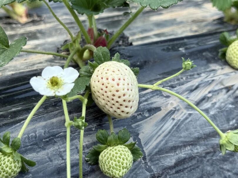 Tuannan Village Strawberry Farm.jpg