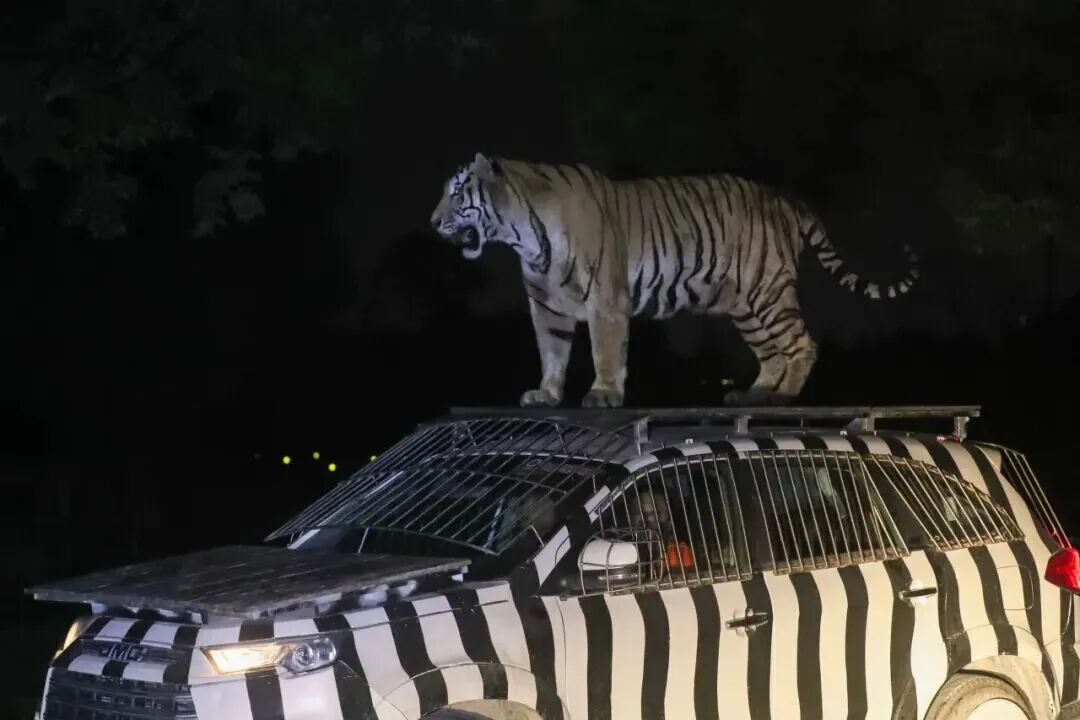 A tiger stands atop a night safari vehicle..jpg