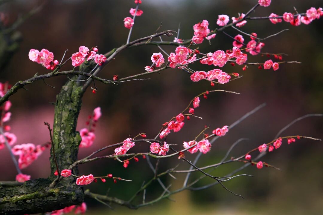 During the festival, visitors can delight in the sight of plum blossoms throughout the park.jpg