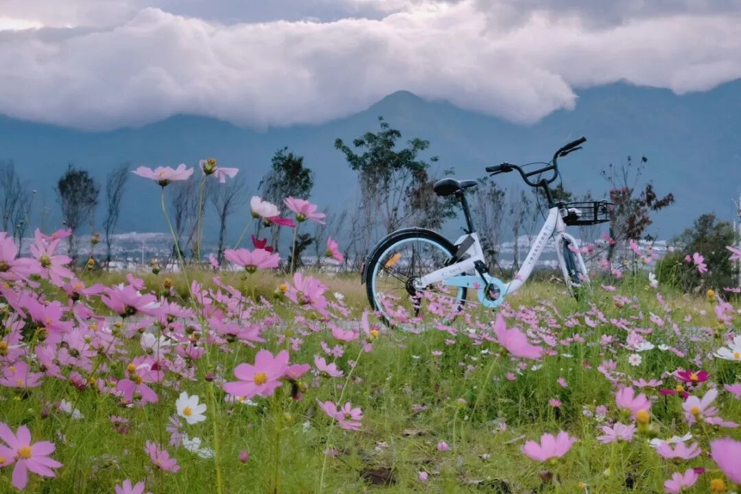 A scenic bike ride through blooming summer in Baoshan