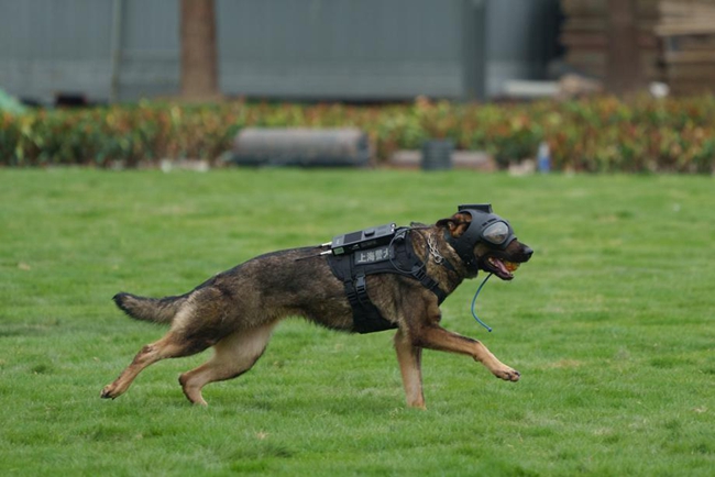 Police dogs showcase skills in Shanghai3.jpg Police dogs showcase skills in Shanghai3.jpg
