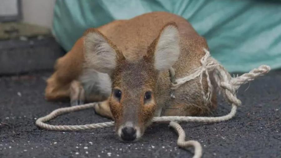 Chinese water deer