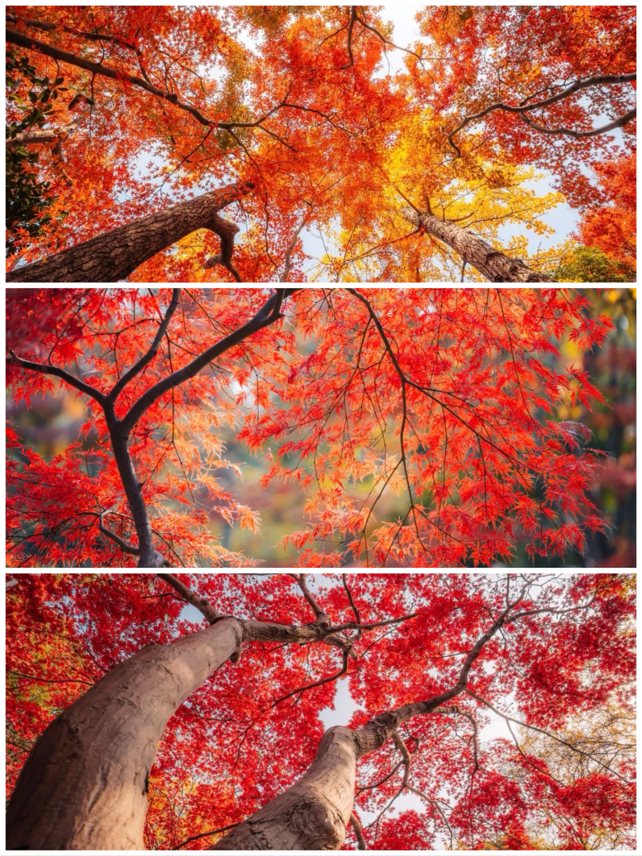 The maple leaves in Qiuxia Garden display a spectrum of red hues..jpg
