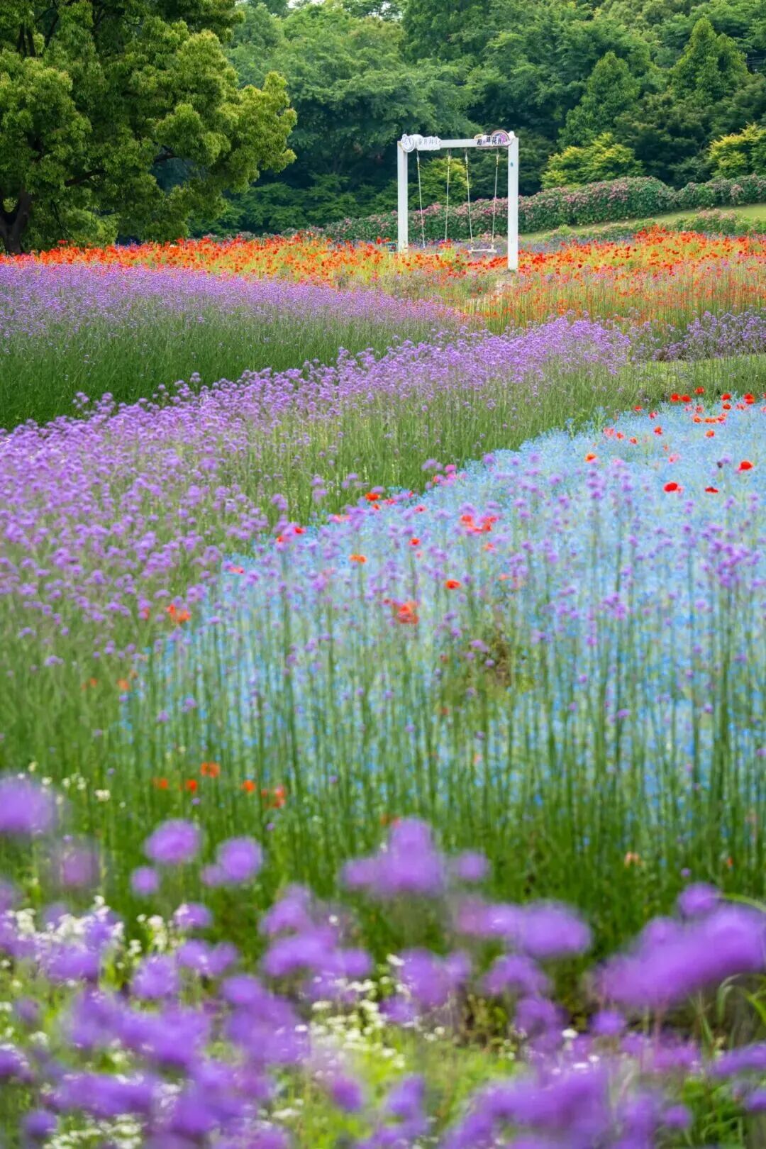 A vibrant sea of flowers at Shanghai Blooming Garden.jpg