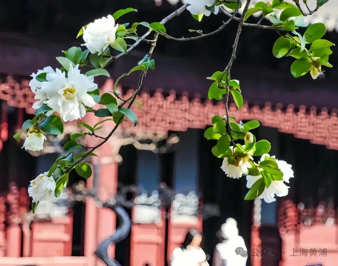 Camellias bloom against red walls and dark tiles.jpg