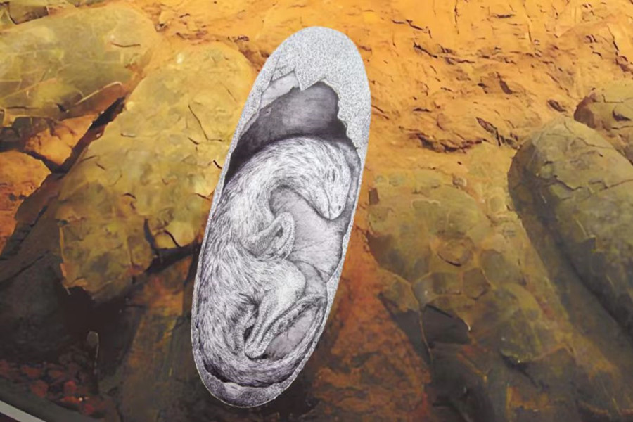 World's largest dinosaur embryo fossil unveiled in Shanghai exhibition
