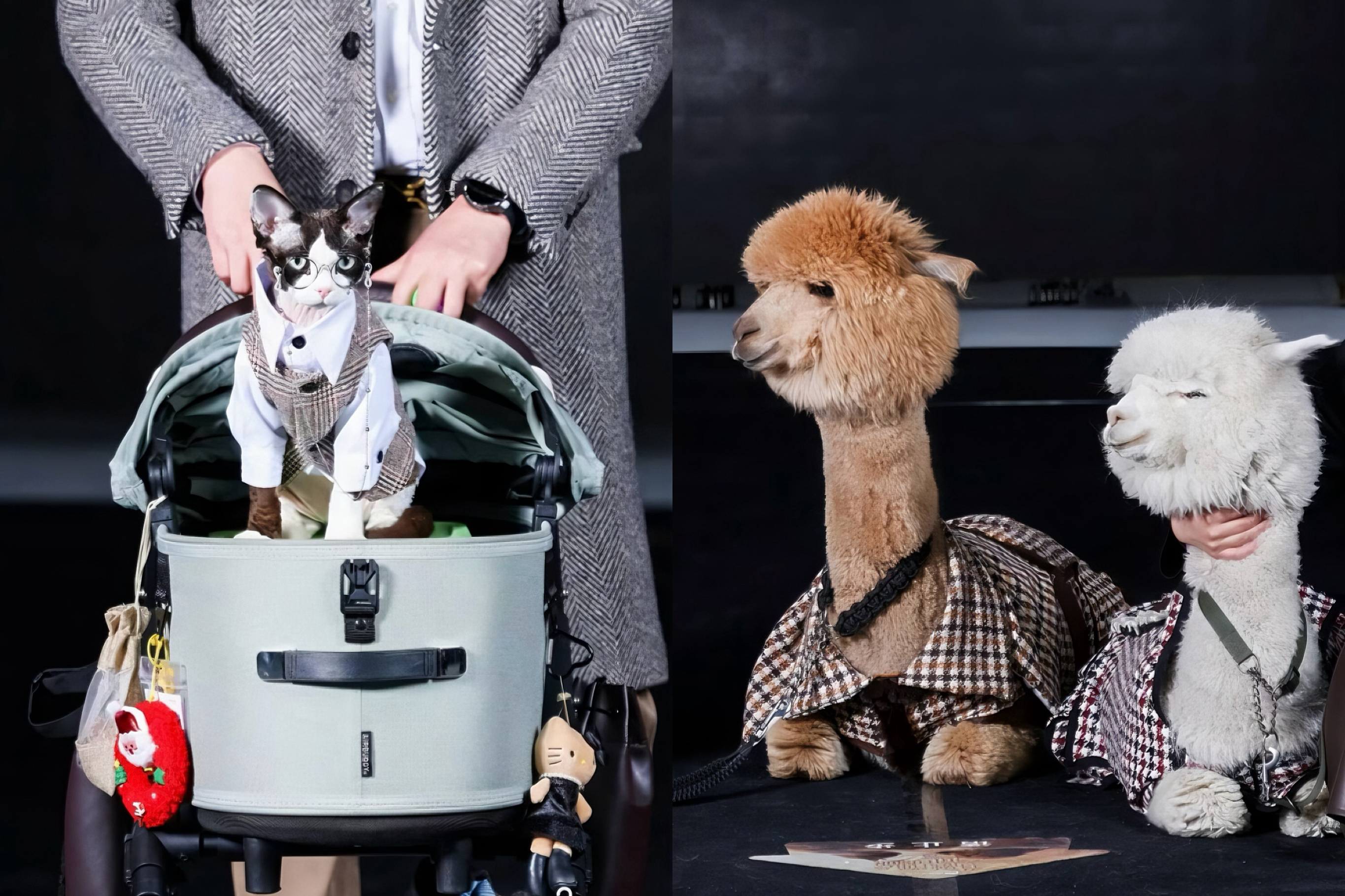 Pet model auditions open for Shanghai Petjoy Fashion Week