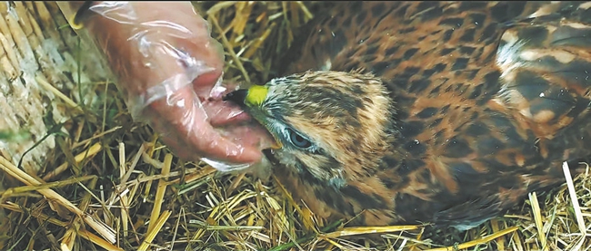 Wildlife film highlights AI use in industry3.jpg