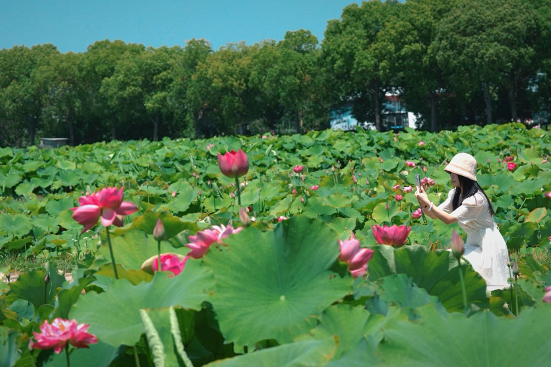 Shanghai rolls out summer lotus guide