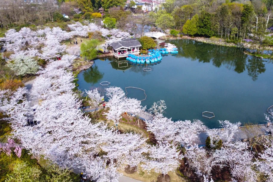 A guide to Shanghai's most breathtaking cherry blossom locations