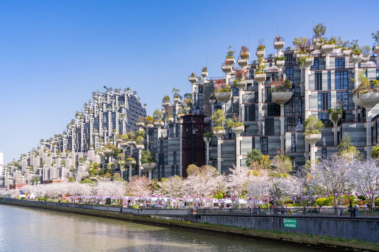 Cherry blossom season returns to Putuo's Suzhou Creek waterfront