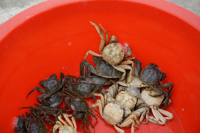 Rare white crabs fetch gourmets