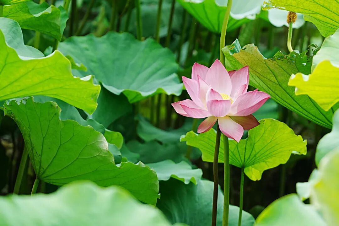 Summer lotus festival at Gucun Park.jpg