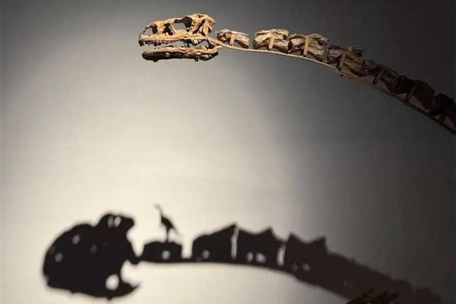 Shanghai Natural History Museum extends hours for dinosaur exhibition