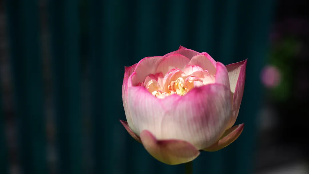 Blooming lotuses abound at the lotus exhibition.jpg