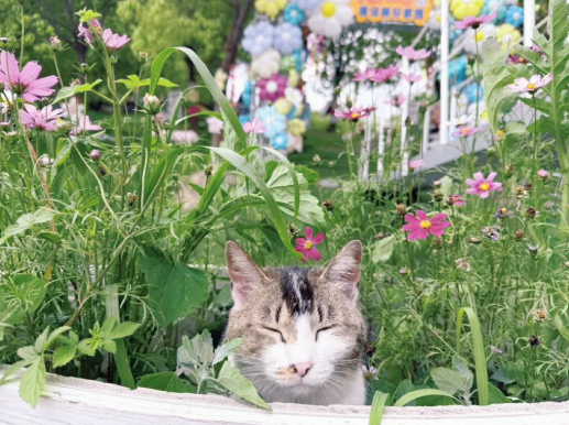 A cat lounges with closed eyes on Cat Island..png
