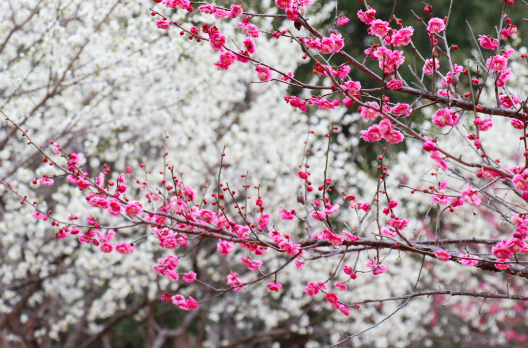 Catch the blooms: Plum blossom season arrives in Chongming
