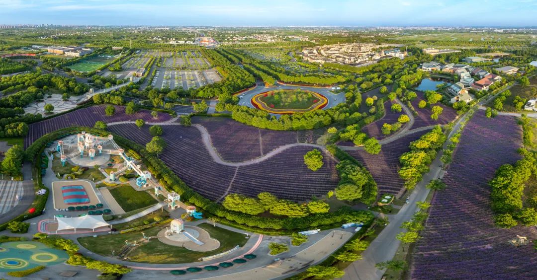 Shanghai Lavender Festival.jpg