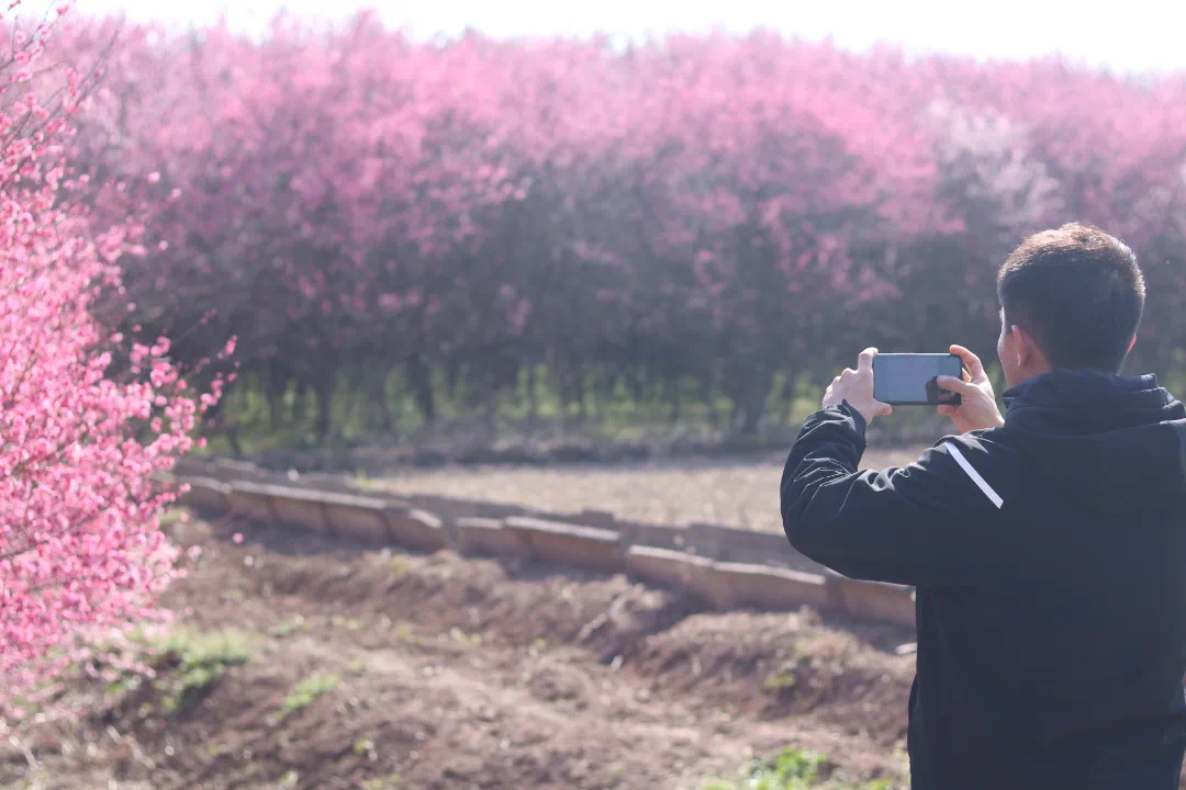 A visitor captures the sea of plum blossoms..png