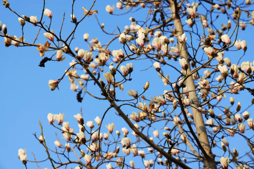 magnolia flower (1).png