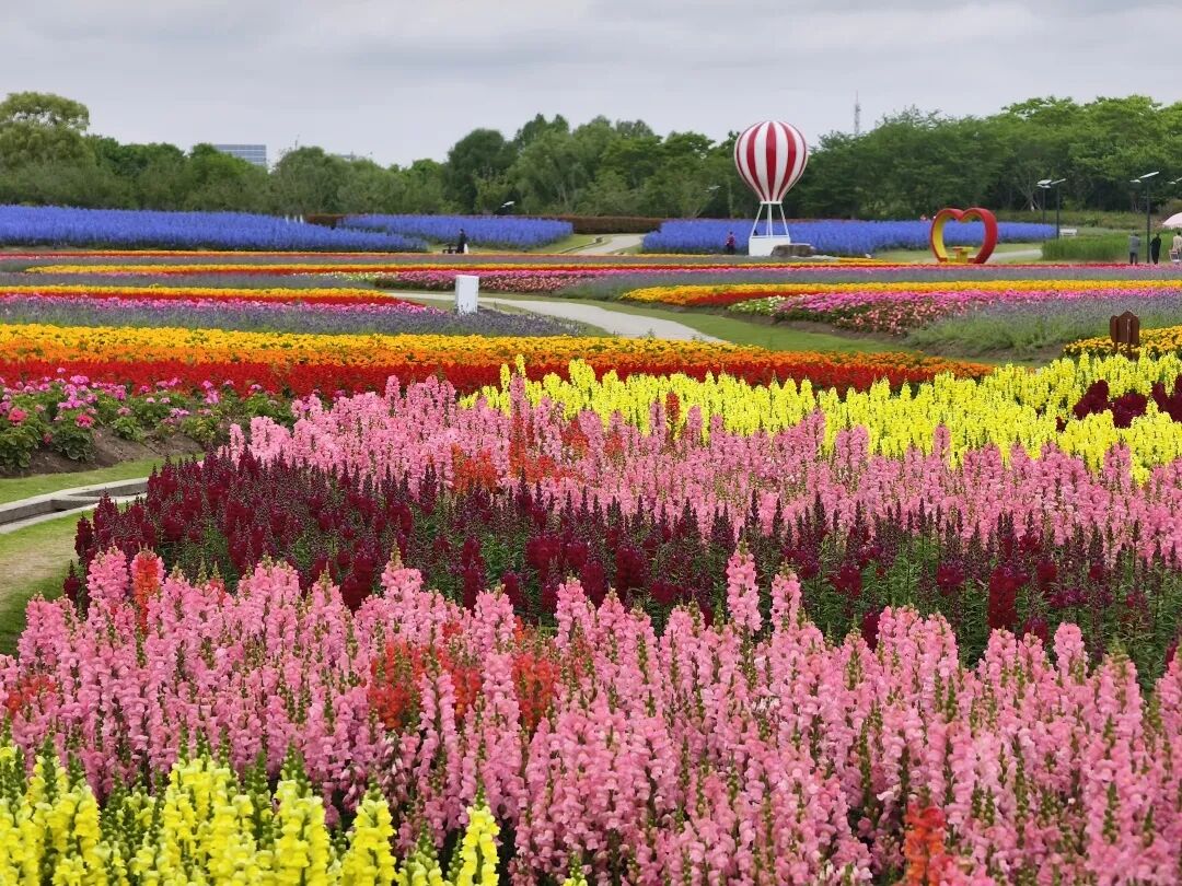 Zhoupu Sea of Flowers.jpg