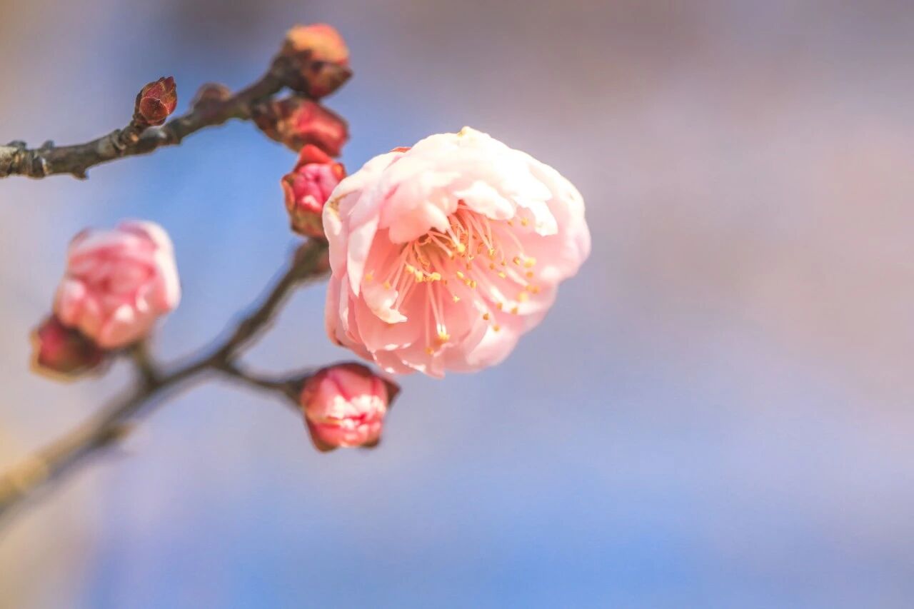 Pink plum blooms at the Chenshan Botanical Garden..jpg