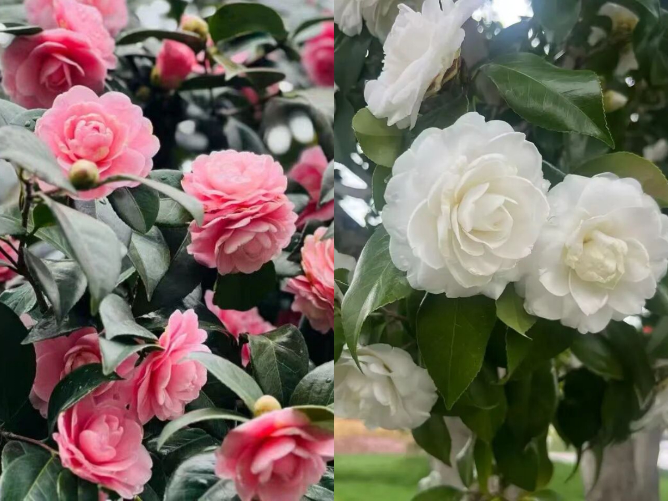 Floral Wonderland 2026.jpg