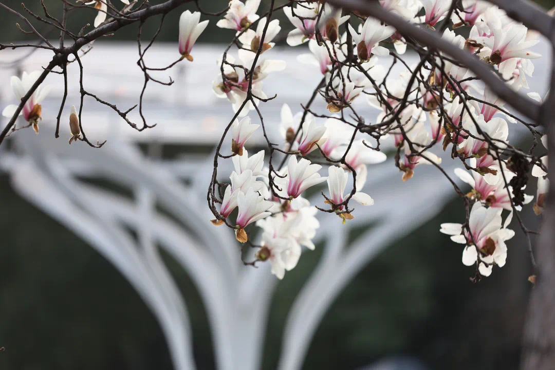 magnolia flower (1).jpg