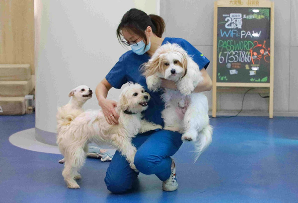 More pet-friendly places, CPPCC member suggests