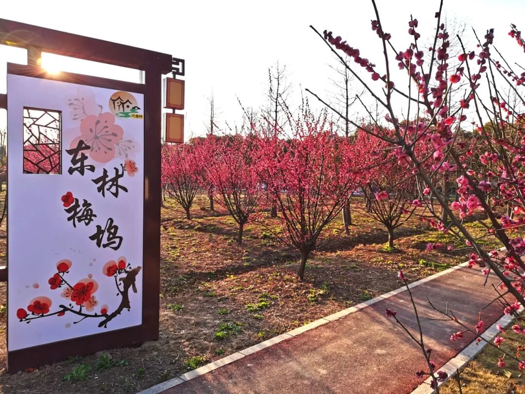 The ideal time to admire the plum blossoms at Donglin Meiwu is from December to March.jpg