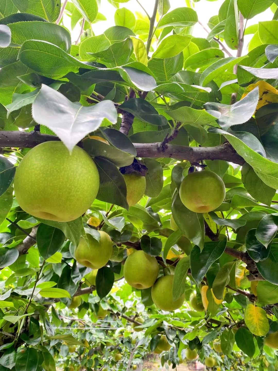 Panzhuang Honey Pear Cooperative.jpg