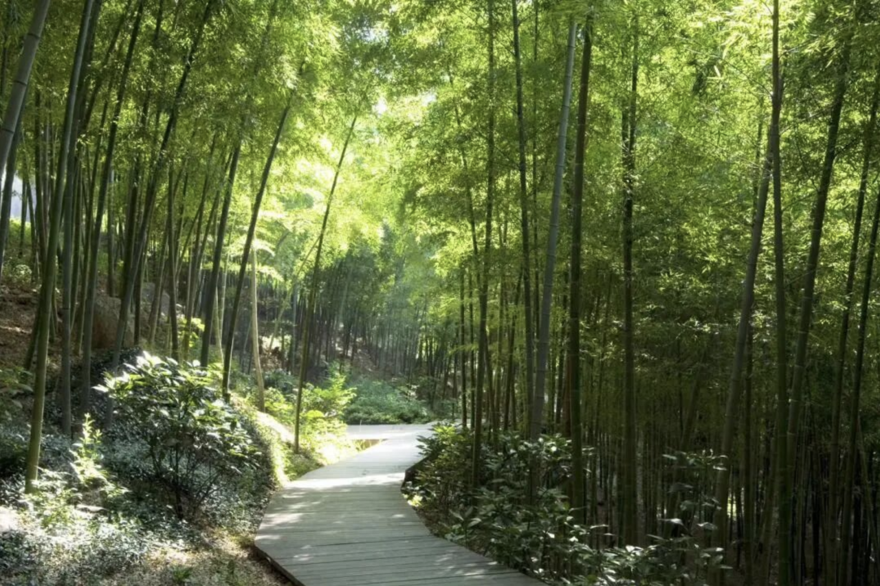 Five scenic trails to explore Shanghai's early spring beauty