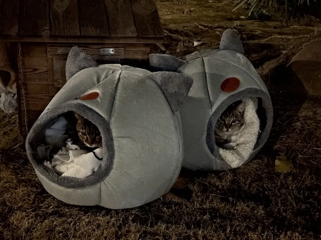 Canadian student cares for campus cats at Shanghai Theatre Academy-2.png