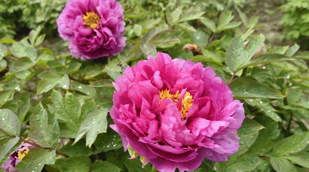 Peonies bloom.jpg