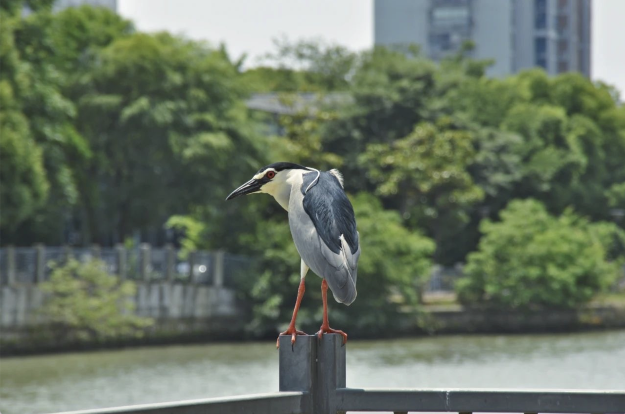 Best shaded cycling routes in Shanghai