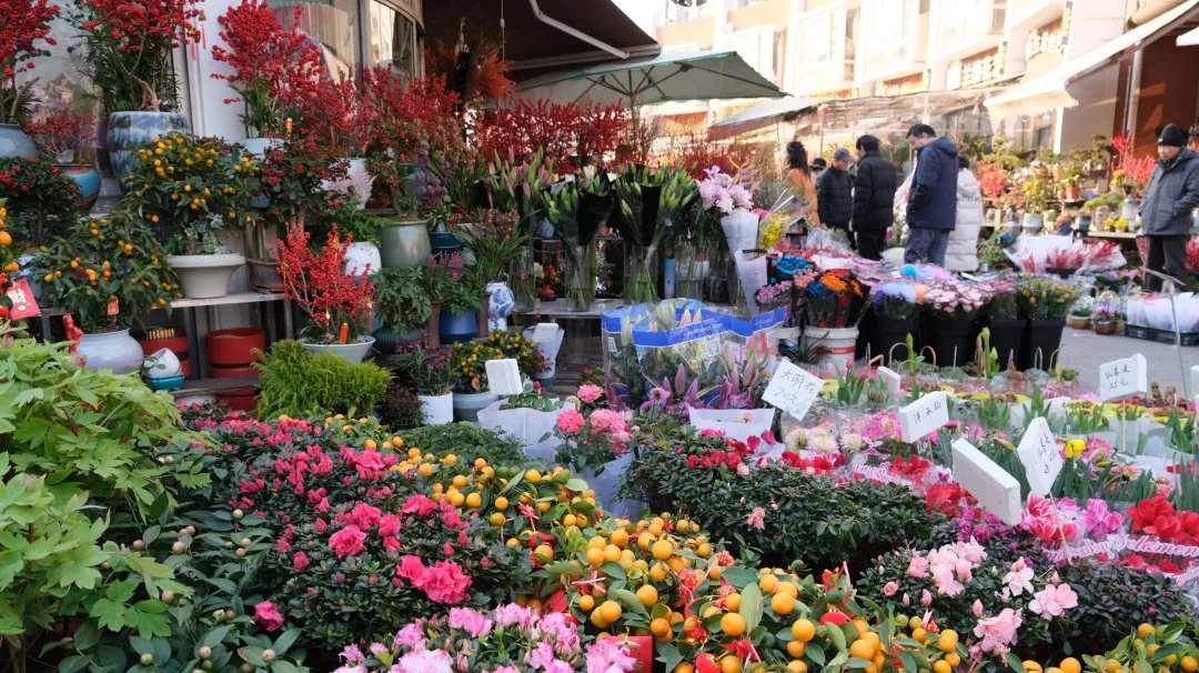 A guide to selecting and caring for Chinese New Year flowers 