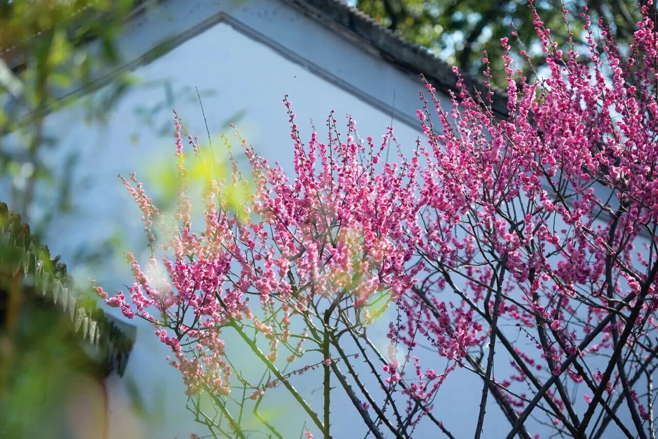 Catch the first blooms: Plum blossom hotspots in Shanghai